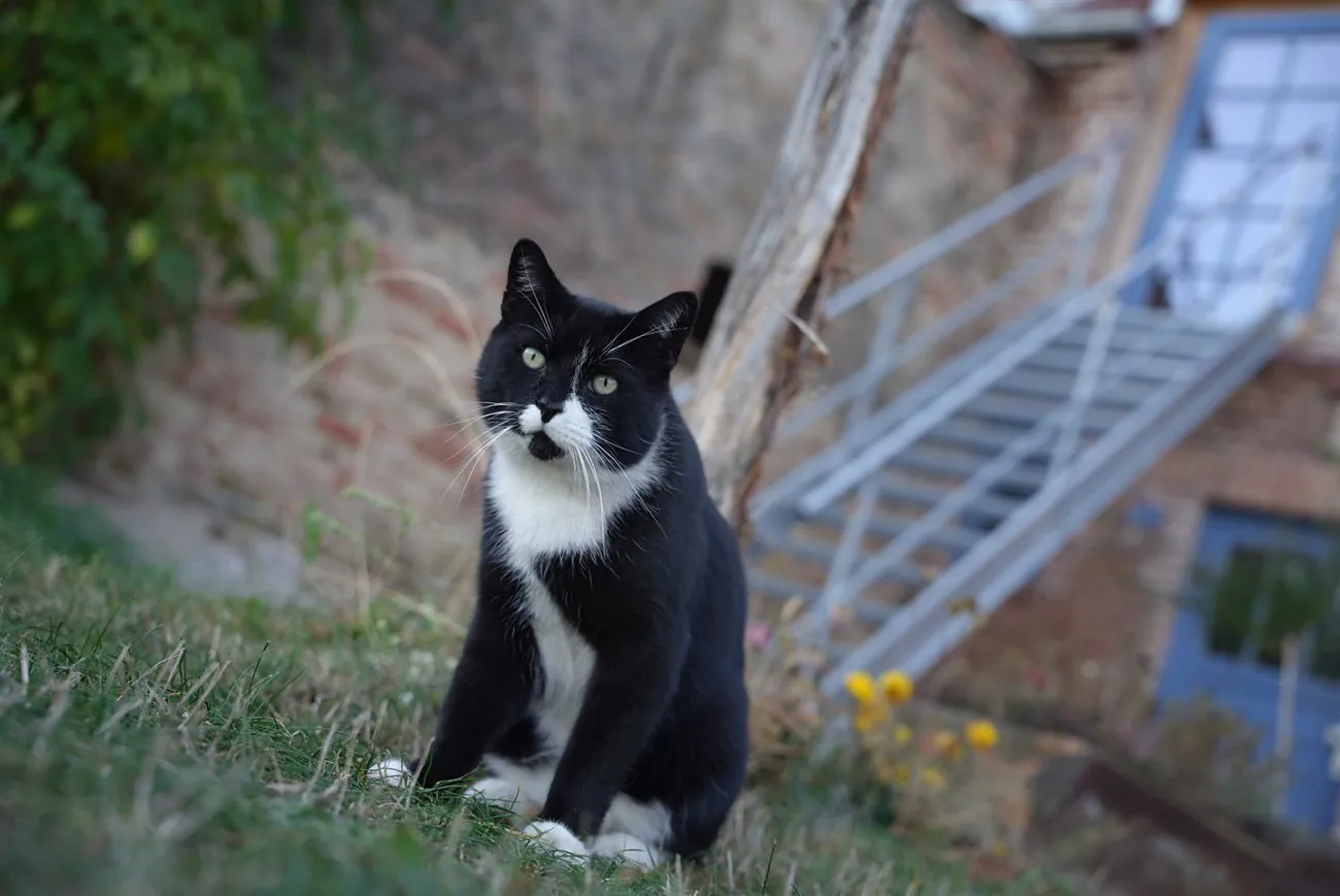 Marlon, die schwarz-weiße Hofkatze, sitzt auf dem Holzboden und schaut in die Kamera