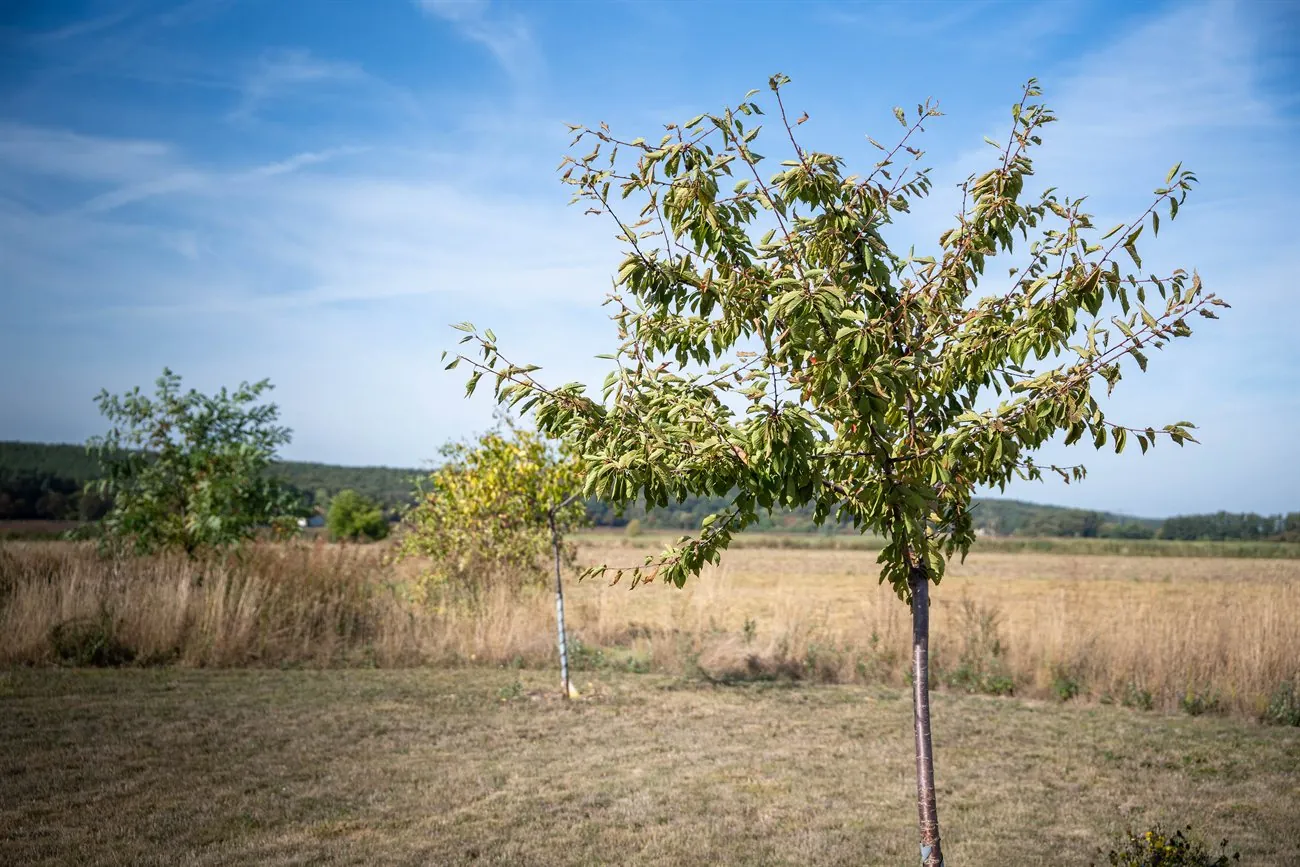 Ein junger Obstbaum auf der Streuobstwiese hinter dem Hof, dahinter Feld und Waldrand